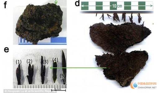 右圖為發(fā)現(xiàn)的茶葉，左下圖為茶芽，這是目前全世界發(fā)現(xiàn)最早的茶葉。